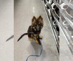 Small #1 German Shepherd Dog