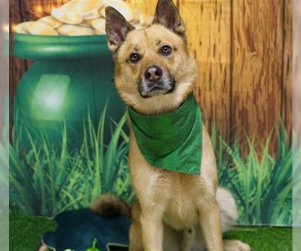 Medium Photo #2 German Shepherd Dog-Unknown Mix Puppy For Sale in Placerville, CA, USA