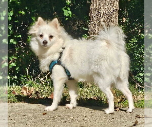 Medium Photo #5 Pomimo Puppy For Sale in Mooresville, NC, USA