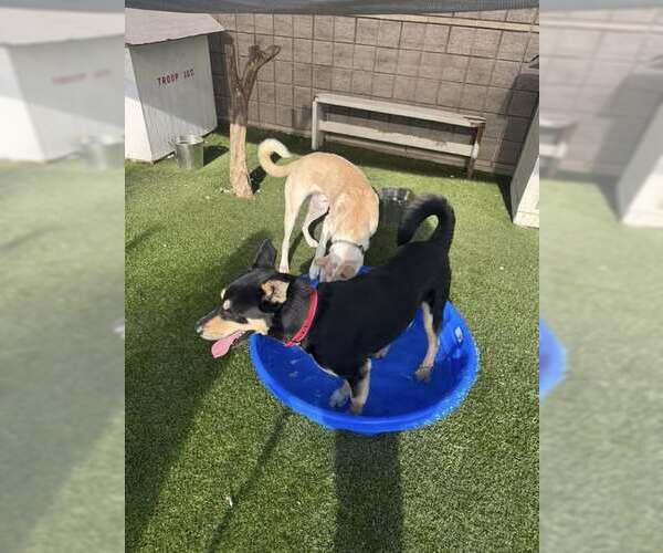 Medium Photo #8 Mutt Puppy For Sale in Rowlett, TX, USA
