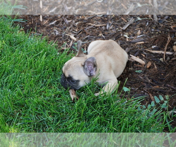 Medium Photo #16 French Bulldog Puppy For Sale in LOUISVILLE, CO, USA