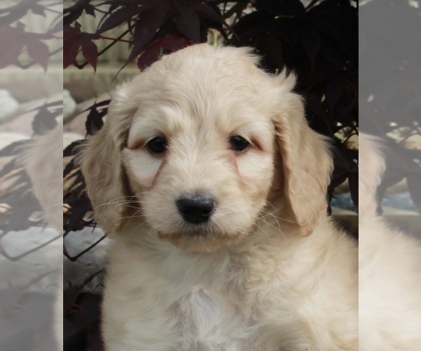 Medium Photo #11 Goldendoodle Puppy For Sale in FREDERICKSBURG, OH, USA