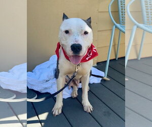 American Pit Bull Terrier Dogs for adoption in Alexandria, VA, USA