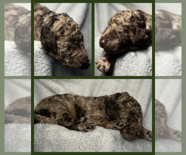 Medium Photo #1 Goldendoodle Puppy For Sale in HOWARD CITY, MI, USA
