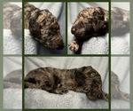 Small Photo #1 Goldendoodle Puppy For Sale in HOWARD CITY, MI, USA