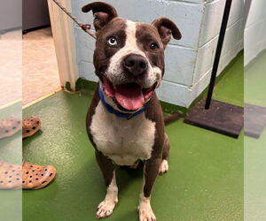 American Pit Bull Terrier Dogs for adoption in Rustburg, VA, USA