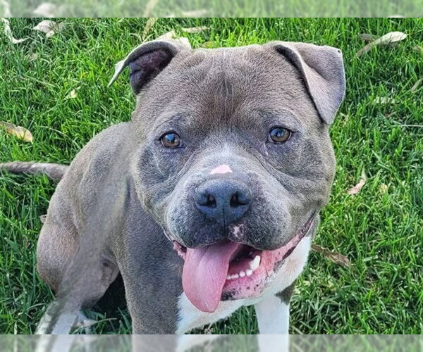 Medium Photo #1 Mutt Puppy For Sale in Martinez, CA, USA