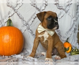 Boxer Puppy for sale in LANCASTER, PA, USA