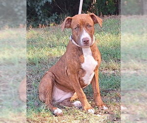 Medium American Pit Bull Terrier-Labrador Retriever Mix