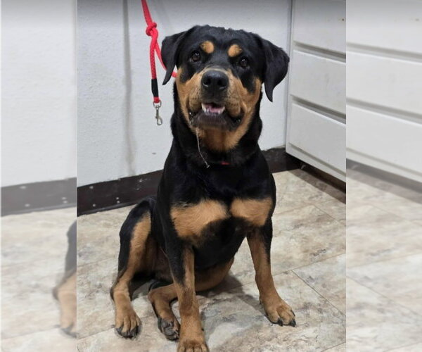 Medium Photo #2 Rottweiler-Unknown Mix Puppy For Sale in Lakewood, CO, USA