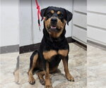 Small #1 Rottweiler Mix