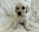 Puppy Icee Labradoodle