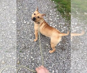 Archibald - Male Mutt Dog for Adoption - Photo #19
