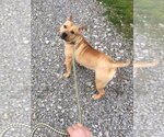 Small #18 Mutt