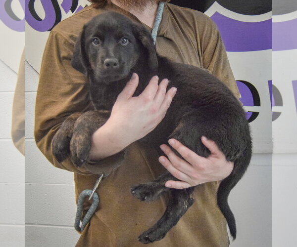 Medium Photo #2 Rottweiler-Unknown Mix Puppy For Sale in Huntley, IL, USA