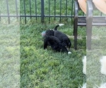 Small Photo #11 Bernedoodle Puppy For Sale in ANDOVER, KS, USA