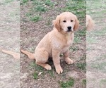 Small Photo #1 Golden Retriever Puppy For Sale in BENTON, IL, USA