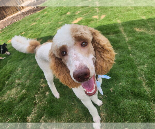 Medium Photo #1 Poodle (Standard) Puppy For Sale in McKinney, TX, USA