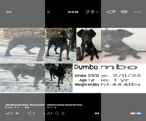 Medium Photo #6 Coonhound Puppy For Sale in Bloomingdale, NJ, USA