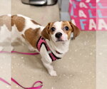 Small #1 Beagle Mix