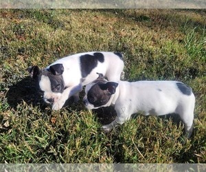 Boston Terrier Puppy for sale in BEAR CREEK, NC, USA