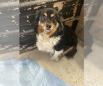 Small #1 Australian Shepherd Mix
