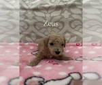Puppy 2 Poodle (Miniature)