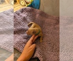 Small #6 English Cream Golden Retriever