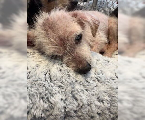 Medium Photo #6 Chihuahua-Unknown Mix Puppy For Sale in San Diego, CA, USA