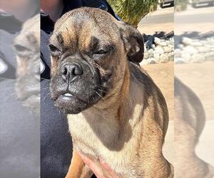Pug Dogs for adoption in HESPERIA, CA, USA