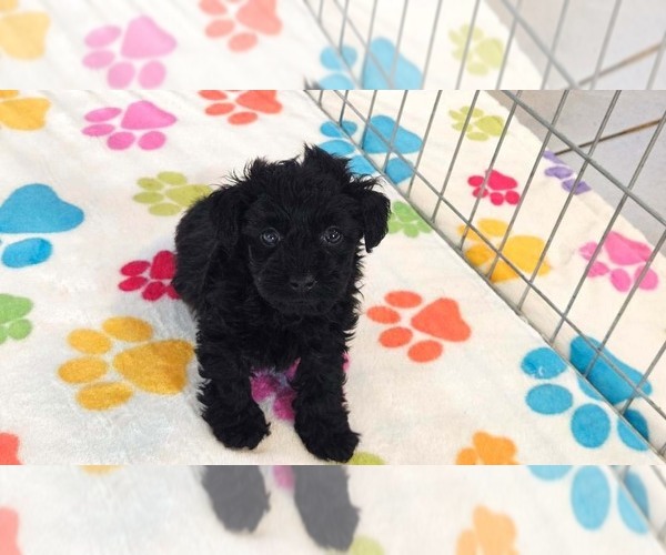 Medium Photo #13 Yorkipoo Puppy For Sale in ORO VALLEY, AZ, USA