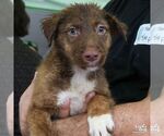 Small #2 Australian Shepherd Mix