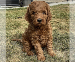 Labradoodle-Unknown Mix Puppy for sale in FOUR CORNERS, WA, USA