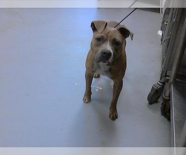 Medium Photo #1 American Pit Bull Terrier Puppy For Sale in Fayetteville, NC, USA