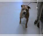 Small American Pit Bull Terrier