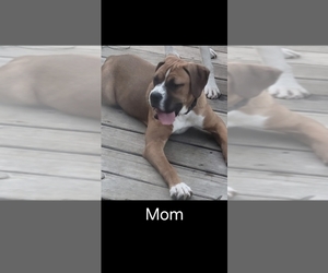 Father of the Boxer puppies born on 08/02/2025