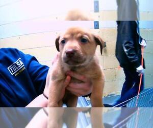 German Shepherd Dog-Unknown Mix Dogs for adoption in Tulsa, OK, USA