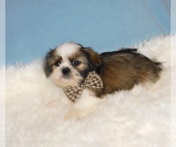 Medium Photo #4 Shih Tzu Puppy For Sale in WARRENSBURG, MO, USA