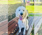 Small #1 Goldendoodle
