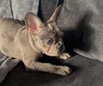 Small #6 French Bulldog