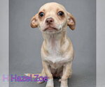Small #7 Chiweenie