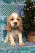 Small Photo #1 Cocker Spaniel Puppy For Sale in EDEN, PA, USA