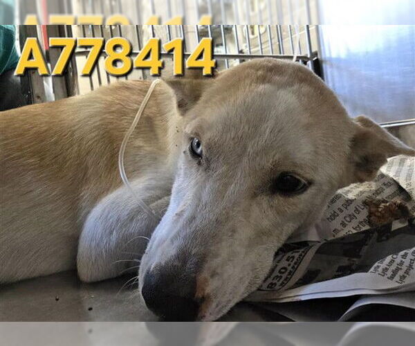 Medium Photo #1 Huskies -Unknown Mix Puppy For Sale in San Antonio, TX, USA