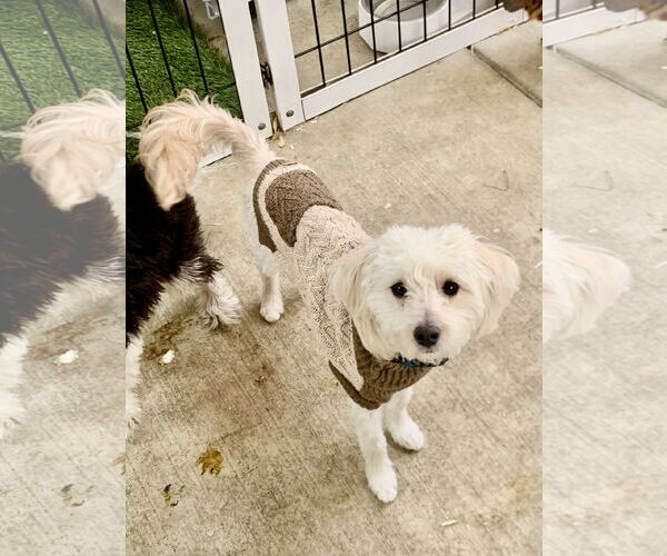 Medium Photo #6 Maltipoo (Toy) Puppy For Sale in Santa Clarita, CA, USA