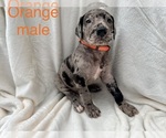 Small Photo #11 Great Dane Puppy For Sale in OKLAHOMA CITY, OK, USA