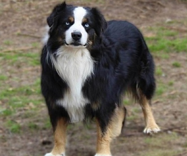 Medium Photo #1 Miniature Australian Shepherd Puppy For Sale in BROOKER, FL, USA