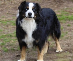 Father of the Miniature Australian Shepherd puppies born on 06/10/2026