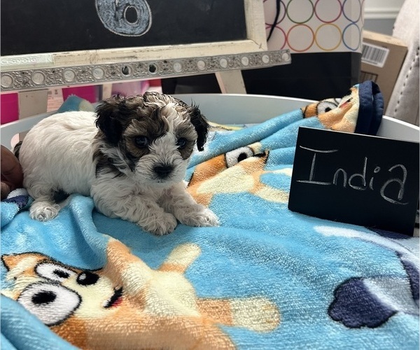 Medium Photo #21 YorkiePoo Puppy For Sale in MONTGOMERY VILLAGE, MD, USA
