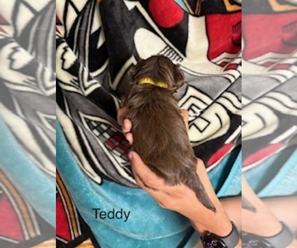 Medium Photo #15 Shorkie Tzu Puppy For Sale in SCOTTSDALE, AZ, USA