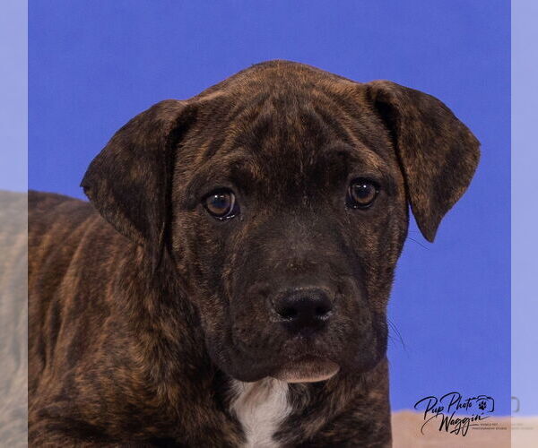 Medium Photo #4 American Pit Bull Terrier Puppy For Sale in Claremore, OK, USA